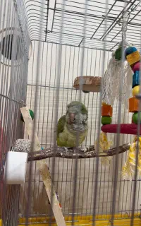 راهب فول دستی سه ماهه