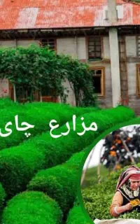 چای چینی ترکیه ریزه