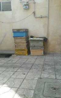 کندوی زنبور و طبق