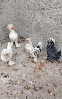مرغ سلطان تخم کن با دوتک