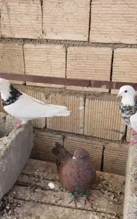 پرنده