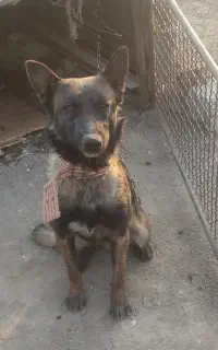 سگ ژرمن مالینویز