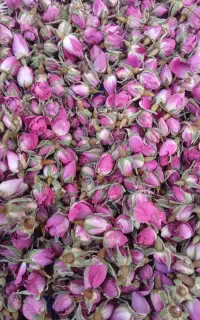 غنچه گل محمدی