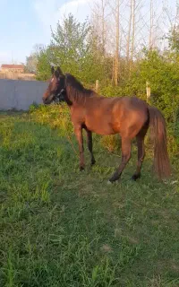 دوعددمادیان آس ۶سال