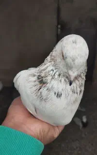 کبوتر هر کی گرفته پس بدع آگهی بخون