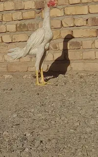 جوجه خروس لاری اصل چشم  سفید نسل دار