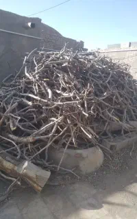 کنده پسته قلم ۳.۴تن