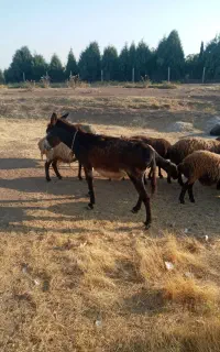 الاغ