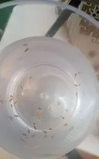 بچه گوپی
