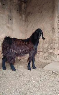 کهره نر