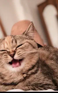 ماده گربه اسکاتیش