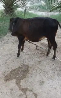 گاو نر