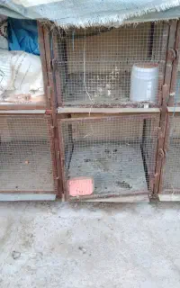 جفت گاه کبوتر