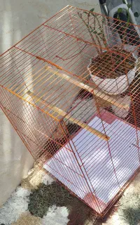 قفس بزرگ نو