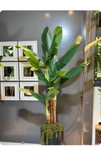 درخچه مصنوعی صندوق سه تا چهار ماهه