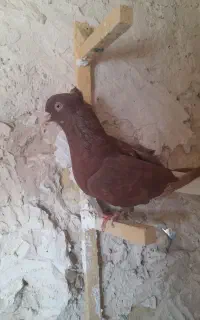 ساعت هوشمند معاوضه با هفترنگ ماده دم سفید