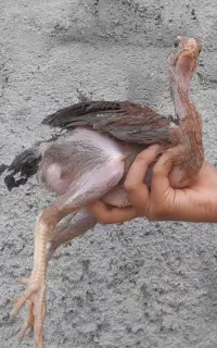 جوجه لاری
