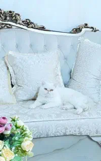 واگذاری گربه نر پرشین