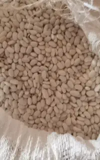 لوبیا سفید درجه ۱