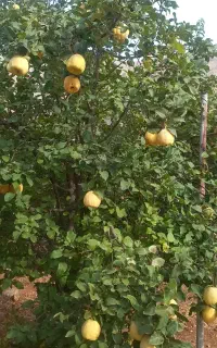 اجاره باغ به درج یک