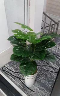 گل خیلی قشنگ برگ انجیر