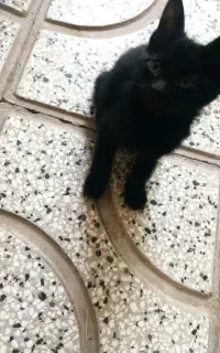 گربه