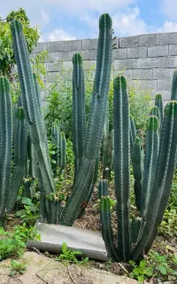 فروش عمده و‌ تکی کاکتوس سرئوس پریانوس