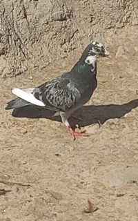 فروش ۶ عدد کبوتر نر و ماده
