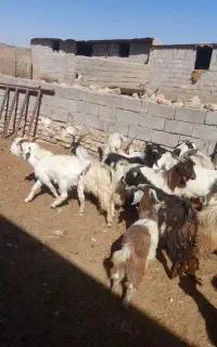 بزغاله دورگ نر پروار