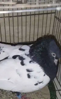 سینه دم سیاه ماده