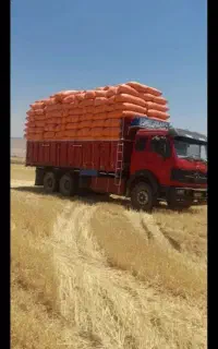 فروش کاه دیم درجه ا کردستان کیلویی15هزار ب شرط