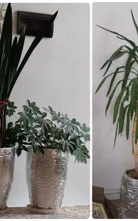تعدادی گل طبیعی