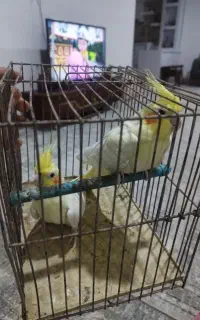عروس هلندی