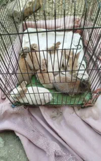 بچه خرگوش