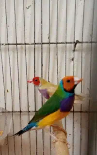 فنچ گلدین
