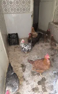 مرغ محلی تخم گذار