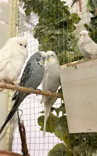 مرغ عشق انگلیسی