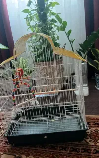 قفس پرنده