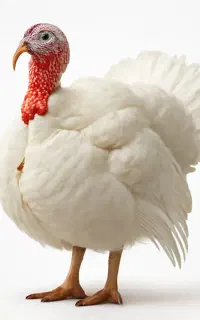 معامله بوقلمون