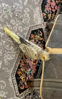 عروس هلندی