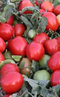 خرید نقدی گوجه و بادمجان سر زمین