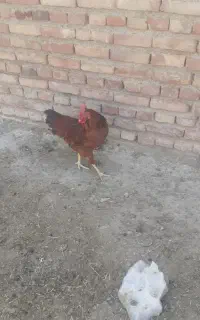 خروس