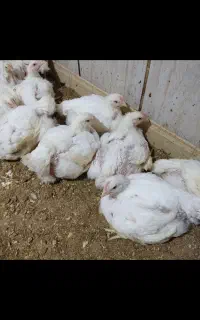 کارگر مرغداری کوچیک خیرات