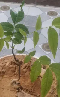 فرش نهال گردوی پوست کاغذی۲ساله