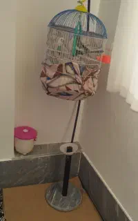 عروس هلندی
