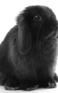 بچه خرگوش لوپ فقط ۲۵۰تا امشب