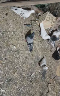 کبوتر