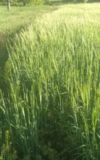 کمباین کاهکوب