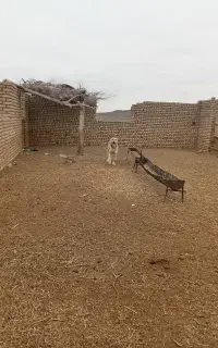 سگ درشت