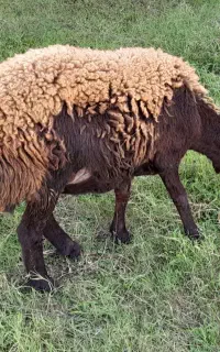 گوسفند میش آبستن سنگین